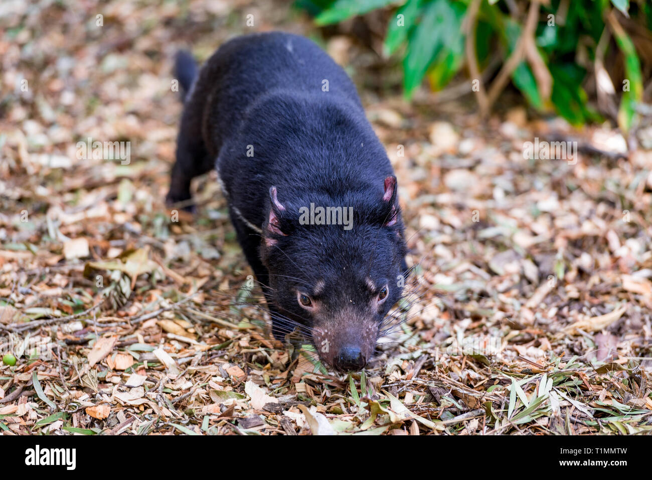 A Tasmanian Devil scurries across his environment. This furry creature is an endangered native Australian animal. Stock Photo