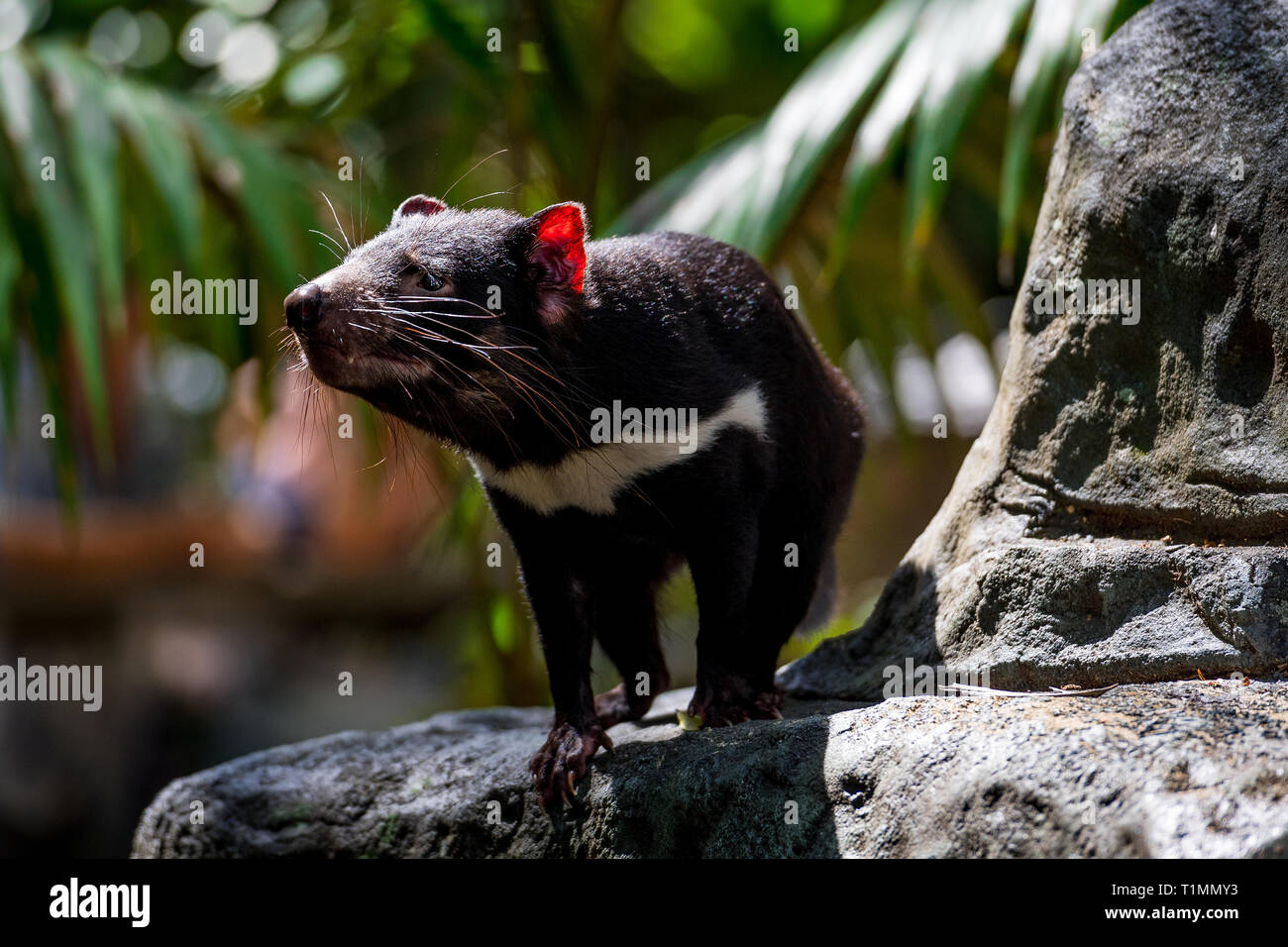 Australian native animals hi-res stock photography and images - Alamy