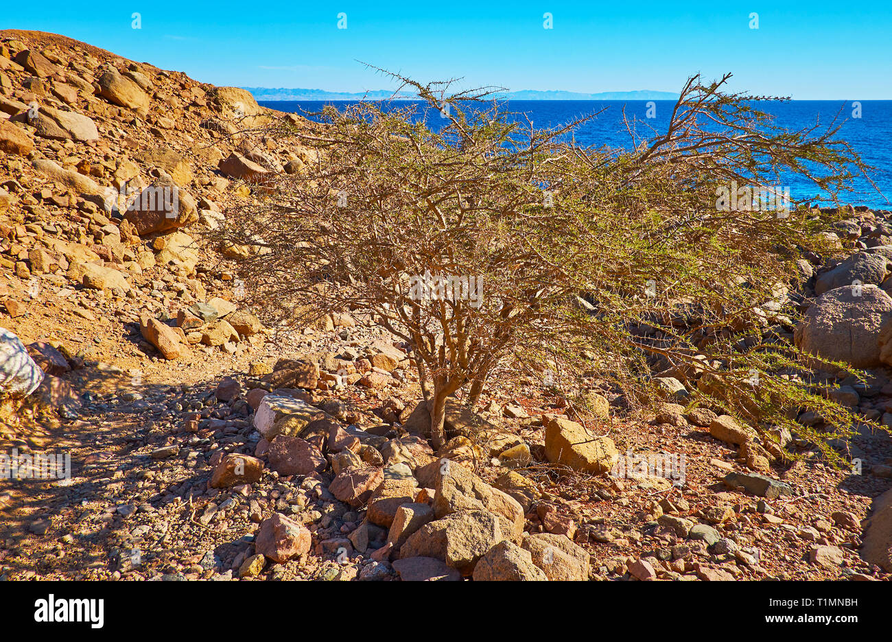 Acacia tree sinai desert egypt hires stock photography and images Alamy