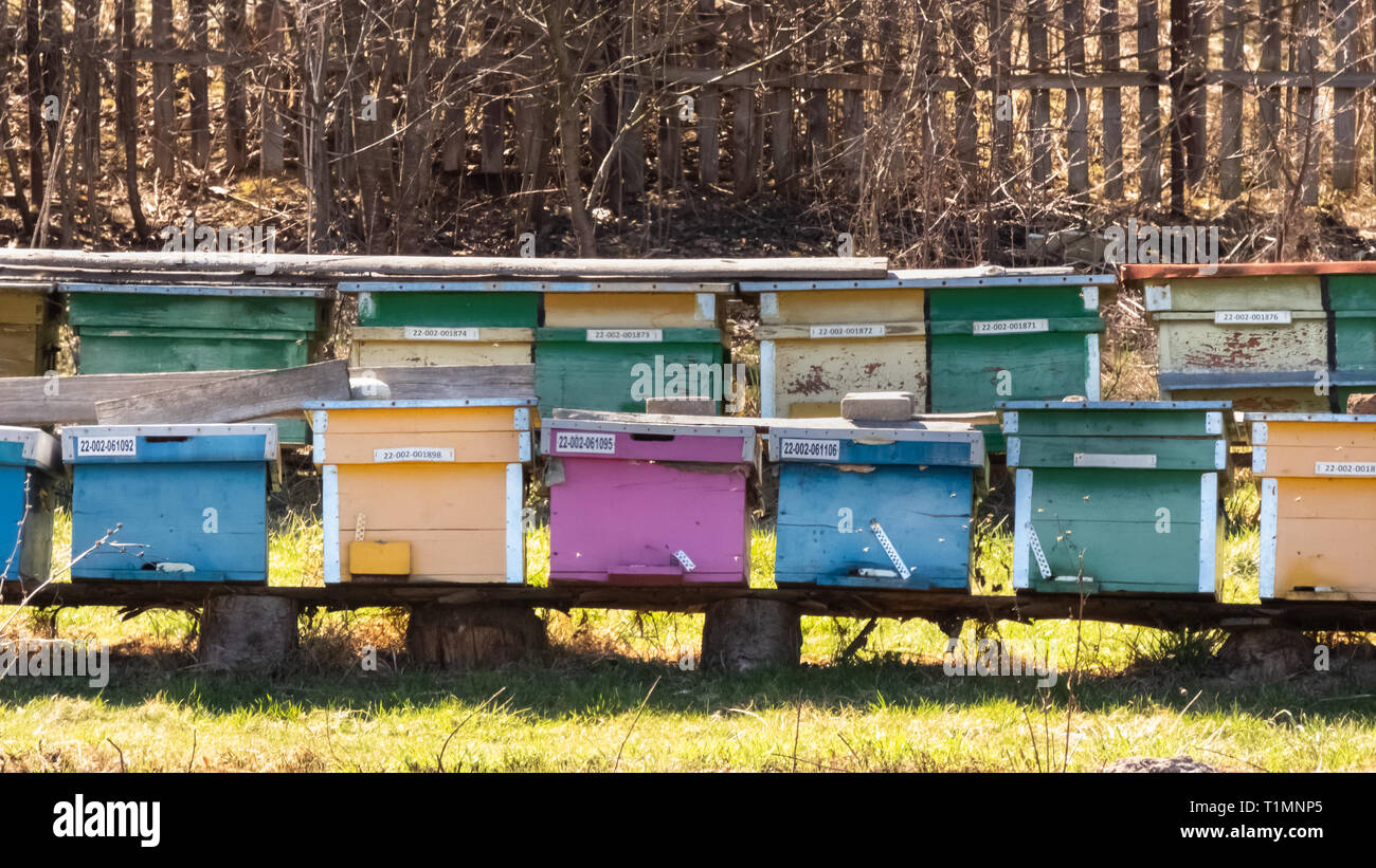 Bee Hives in spring. Bees at work gathering pollen to make honey. Stock Photo