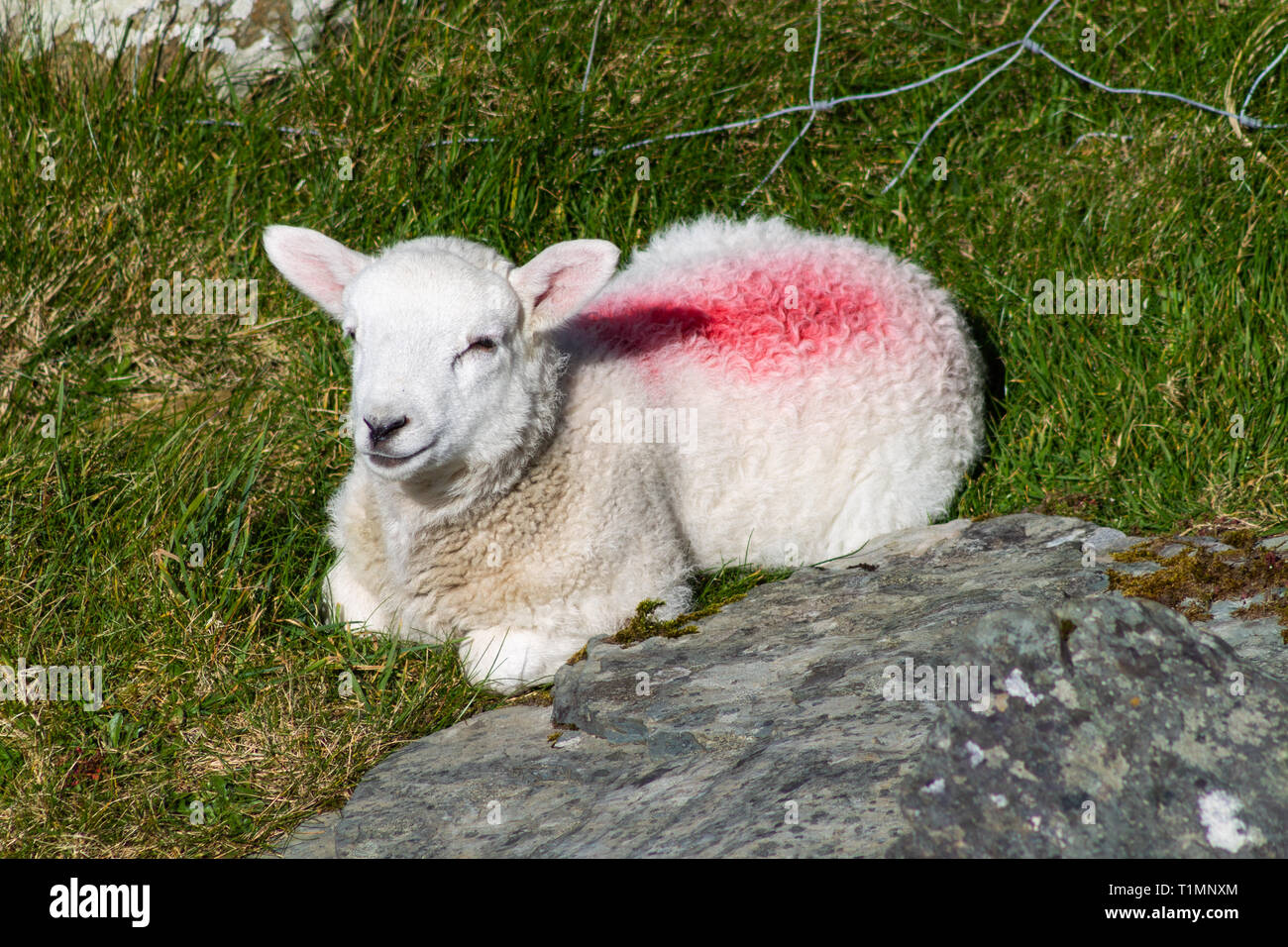 New Spring Lamb resting in a field Stock Photo