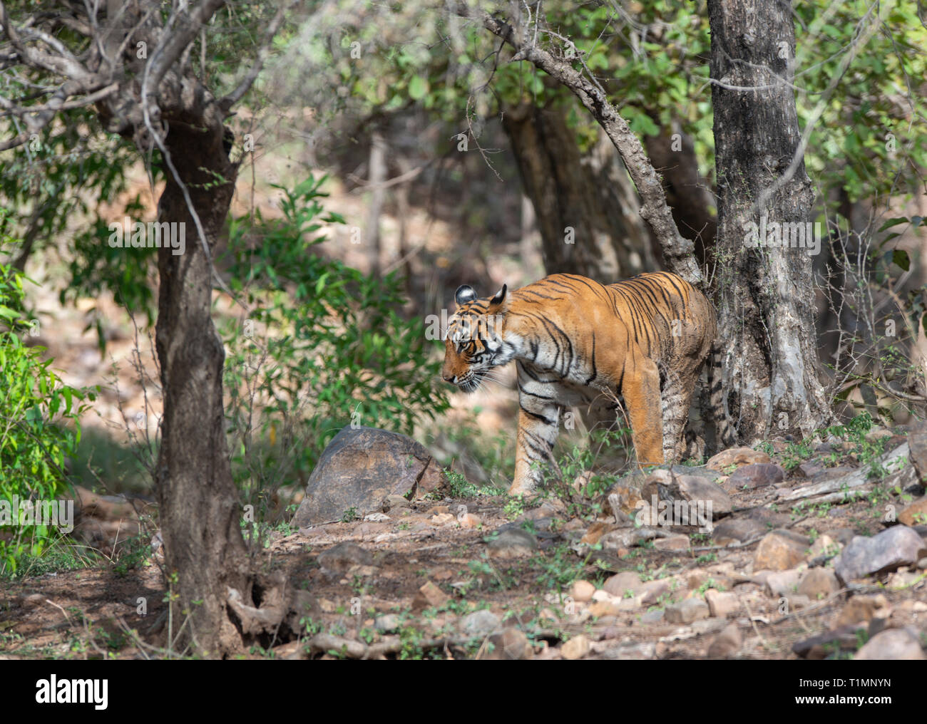 Getting rare hi-res stock photography and images - Alamy
