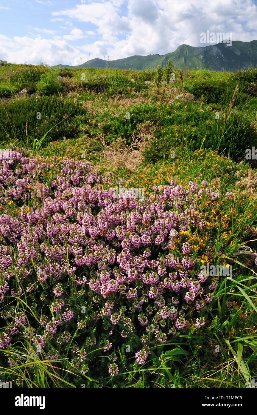Cornish heath / Maritime heather (Erica vagans) and Western gorse (Ulex gallii) flowering on coastal heathland at Pria, Asturias, Spain. Stock Photo