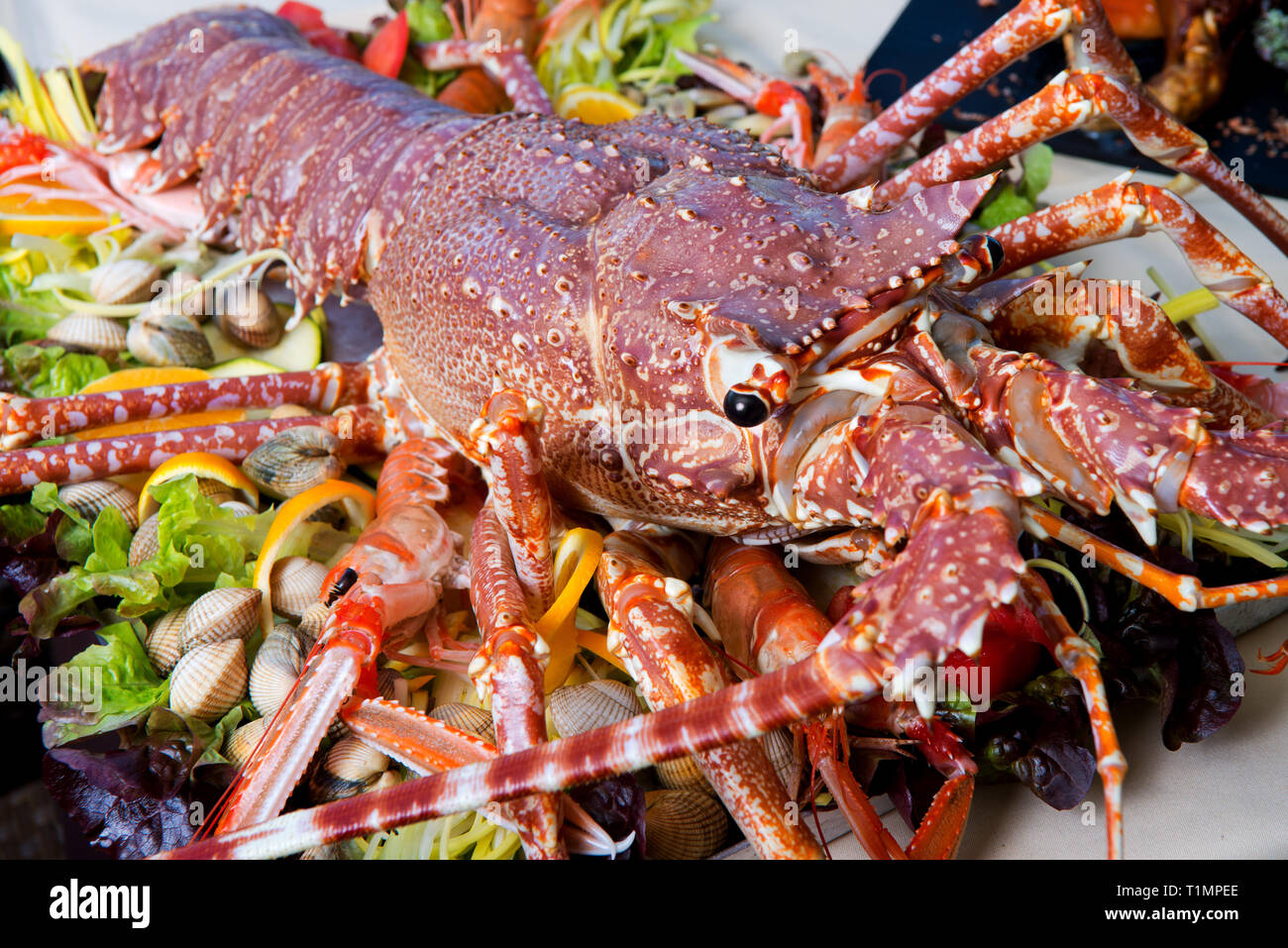 Live lobster on tray with cockles and lettuce Stock Photo