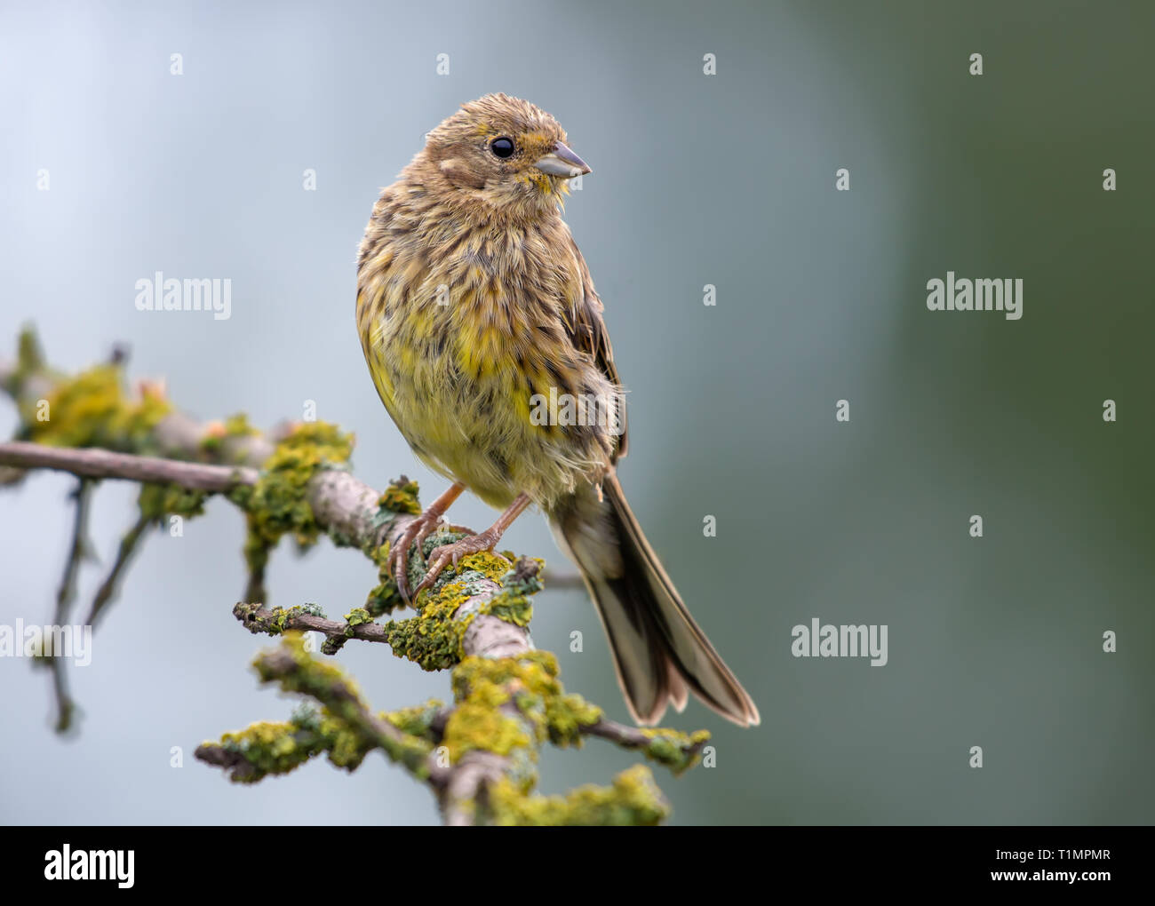 Yellowhammer turning on an aged branch Stock Photo
