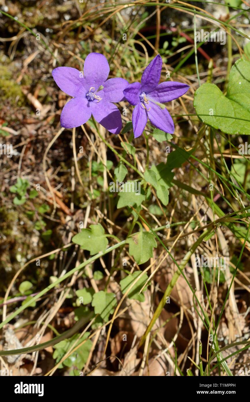 Oviedo bellflower (Campanula arvatica), endemic to northern Spain, in bloom on a mountain slope, near Sotres, Picos de Europa, Asturias, Spain, August Stock Photo
