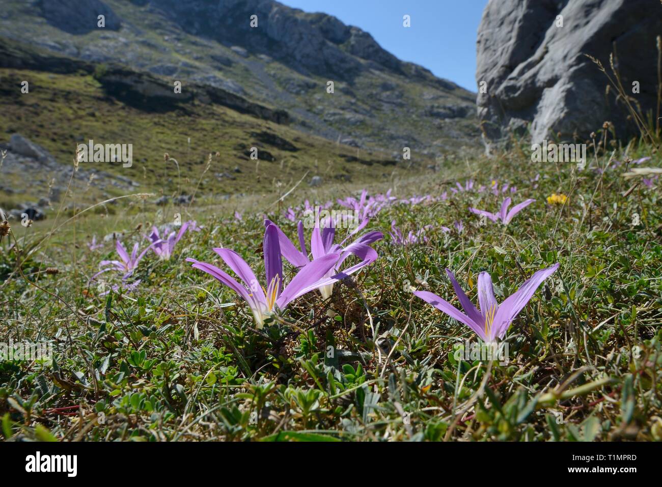 Pyrenean merendera / False meadow saffron (Merendera pyrenaica / Colchicum montanum) flowering on montane pastureland, Picos de Europa, Spain. Stock Photo