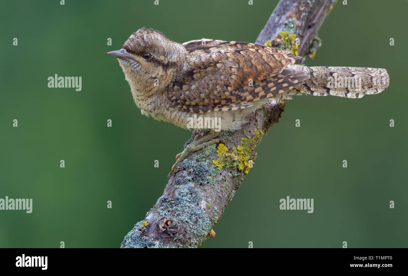 Eurasian wryneck sitting on an old lichen perch Stock Photo