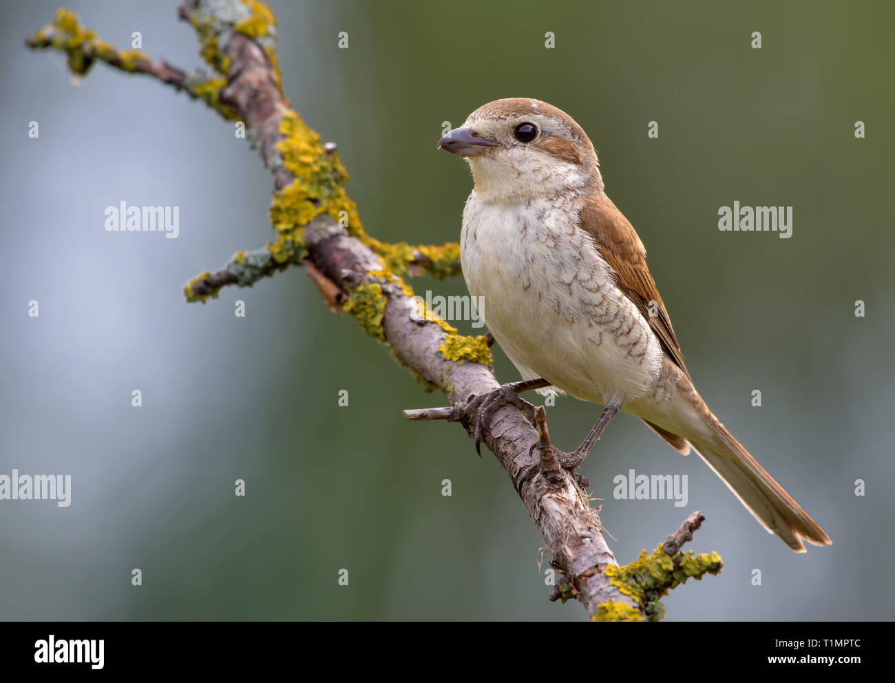 Red-backed shrike posing on a lichen branch Stock Photo