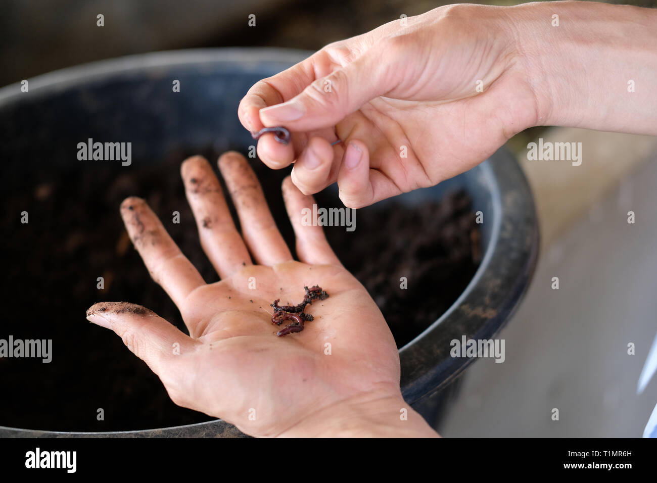 farmer hand holding earthworm. composting worm for producting compost