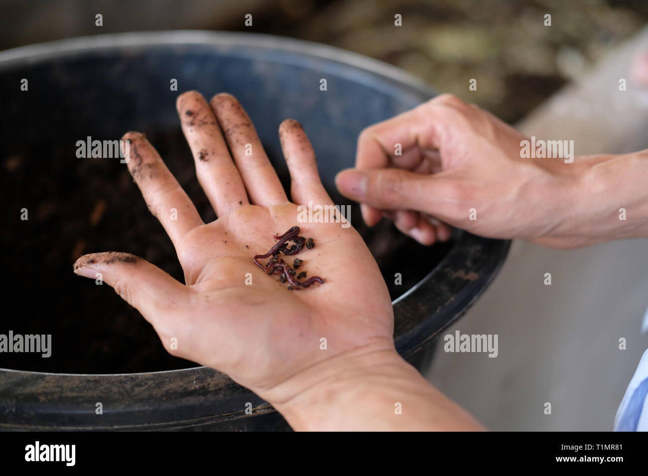 farmer hand holding earthworm. composting worm for producting compost