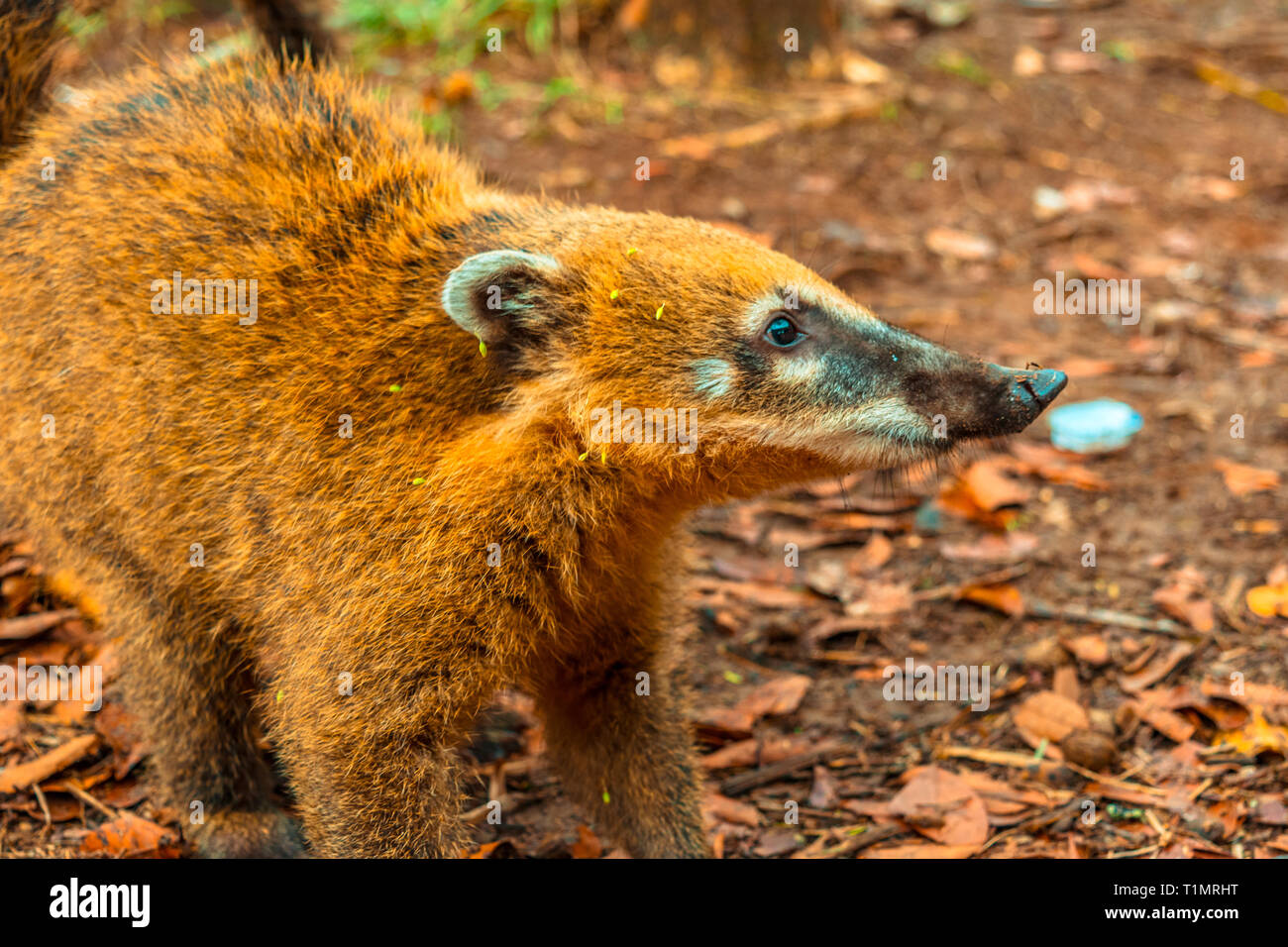 Argentina fauna hi-res stock photography and images - Alamy