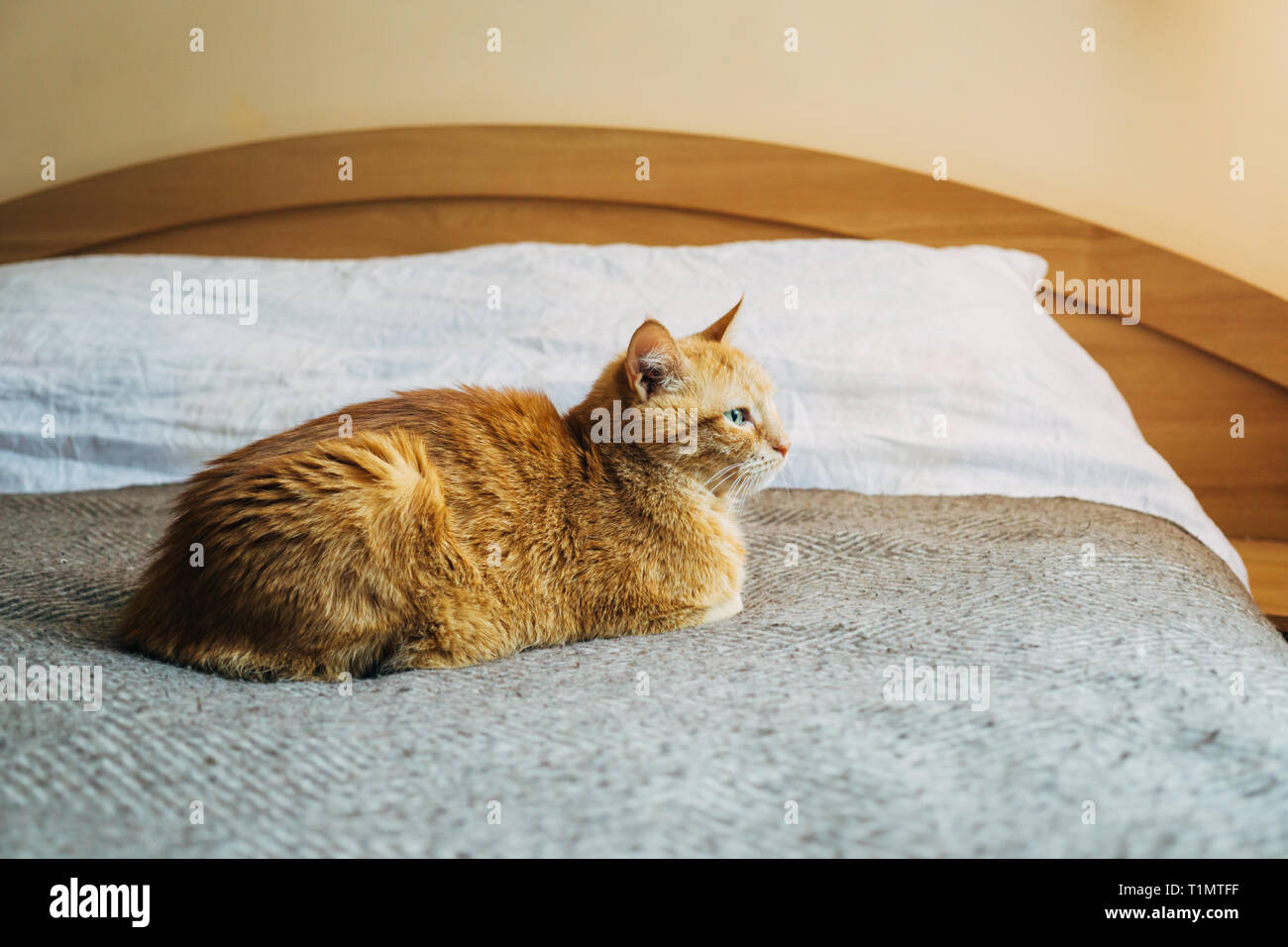 Ginger cat sleeping on bed hi-res stock photography and images - Alamy