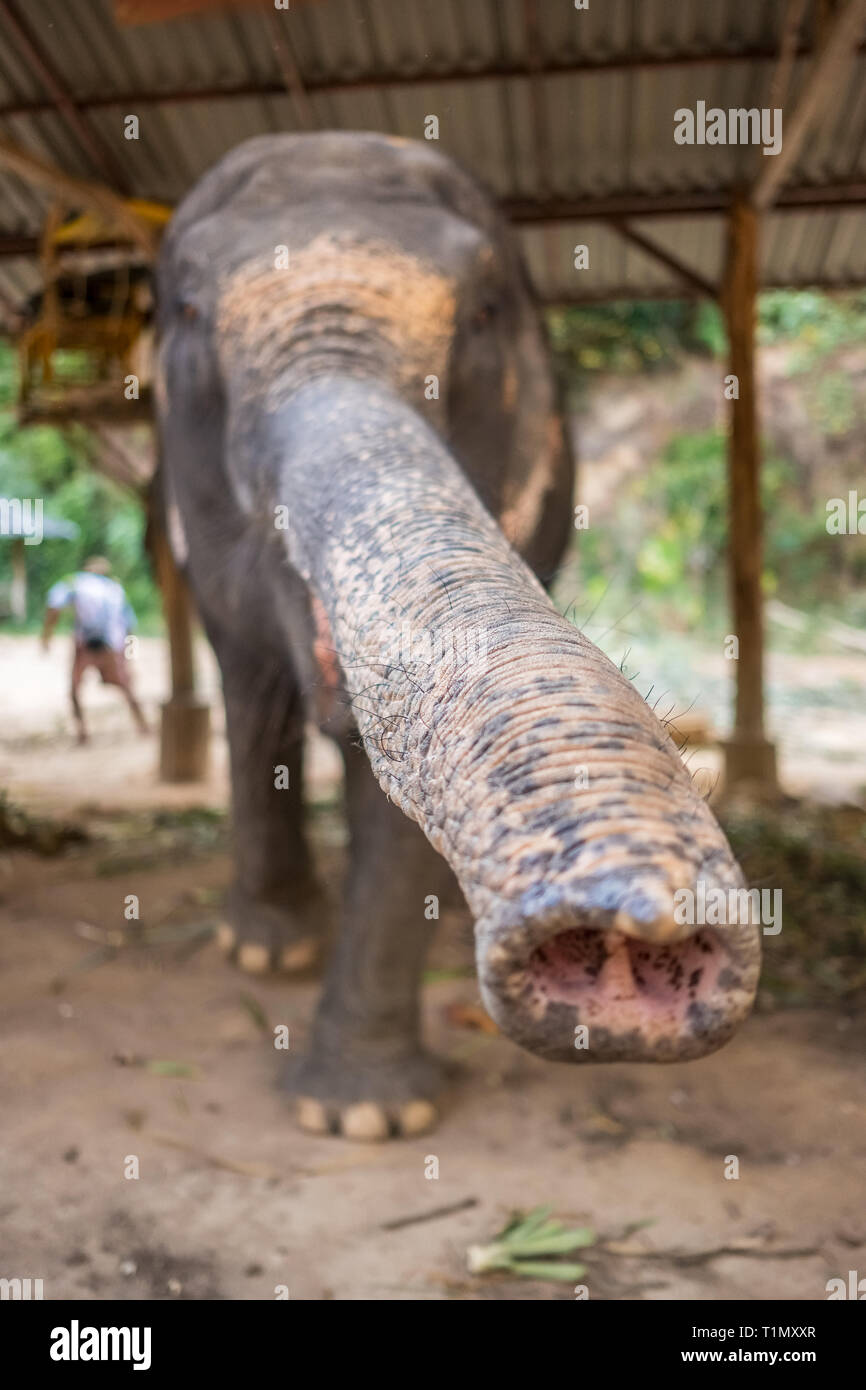 Asian elephant in elephant camp in Thailand. Stock Photo