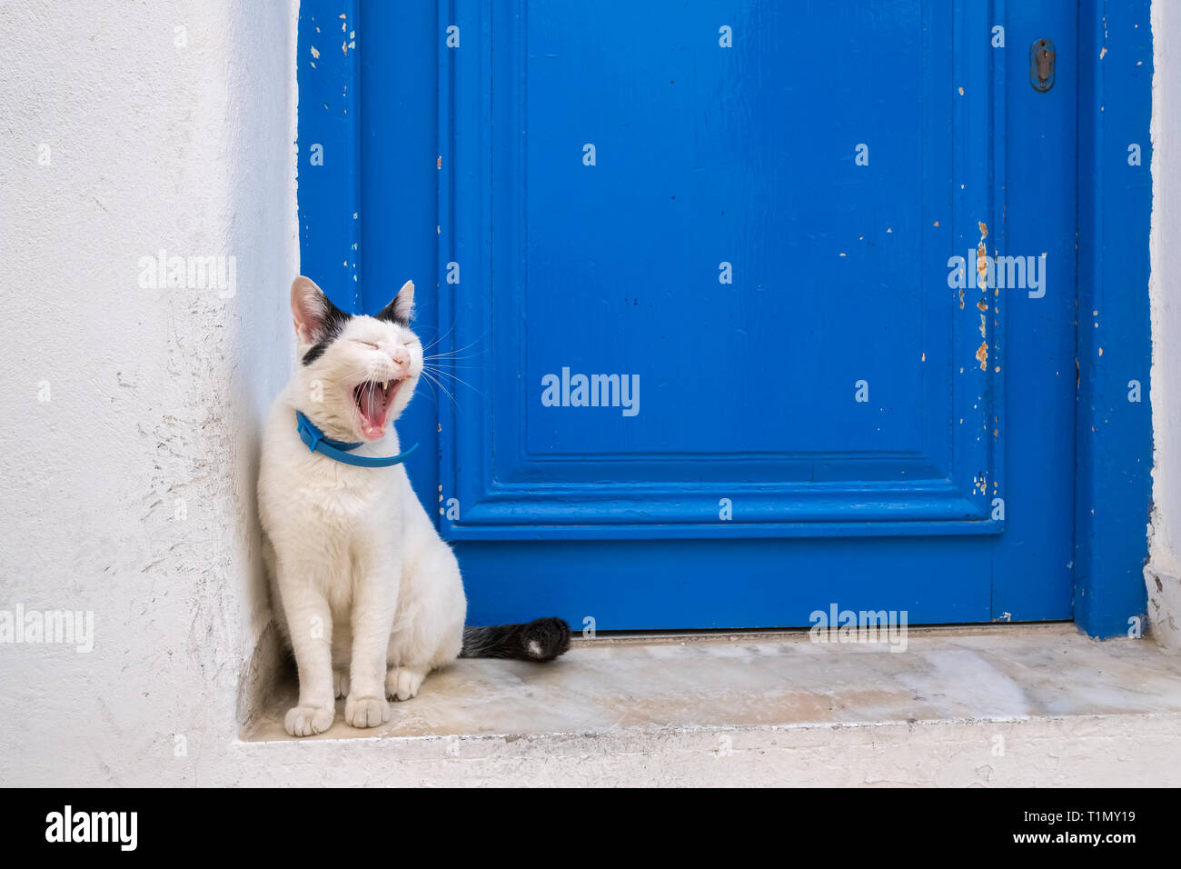 Sleepy domestic cute cat sitting near the traditional blue door  on Paros island, Cyclades Stock Photo