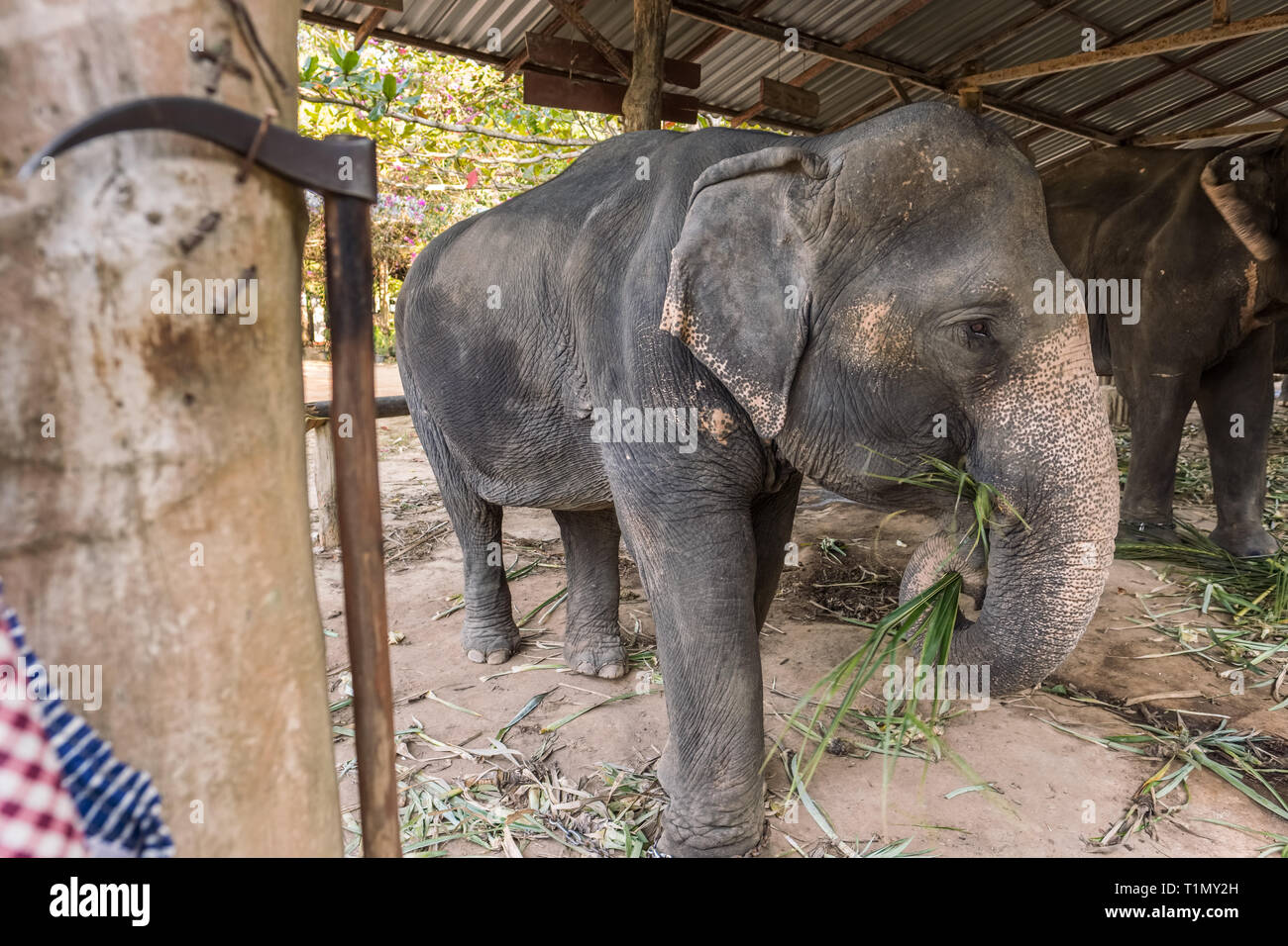 Unethical elephant tourism in Thailand Stock Photo