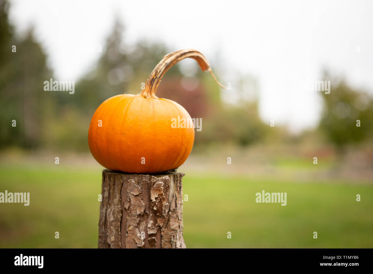 Little pumpkin outside on a fence Stock Photo - Alamy