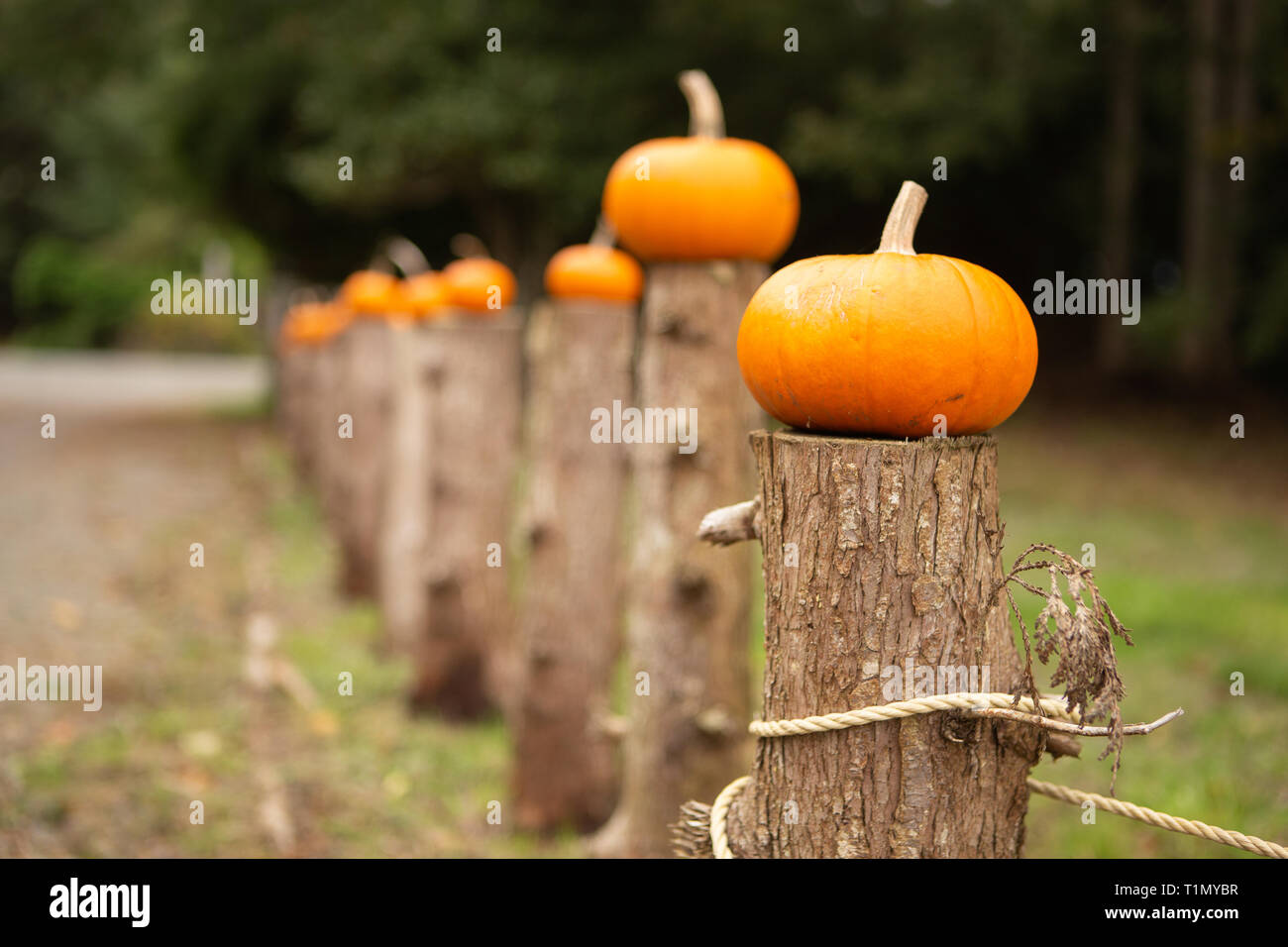 Little pumpkins outside on a fence lined up in a row Stock Photo - Alamy