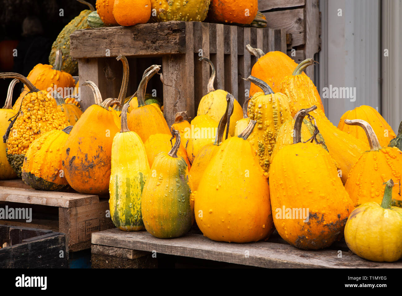 Yellow gourds hires stock photography and images Alamy