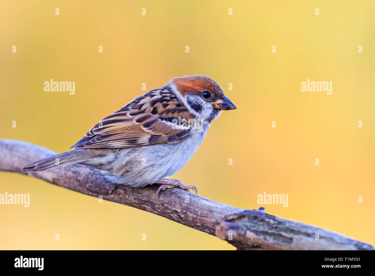 sparrow sitting on a branch on a yellow background Stock Photo