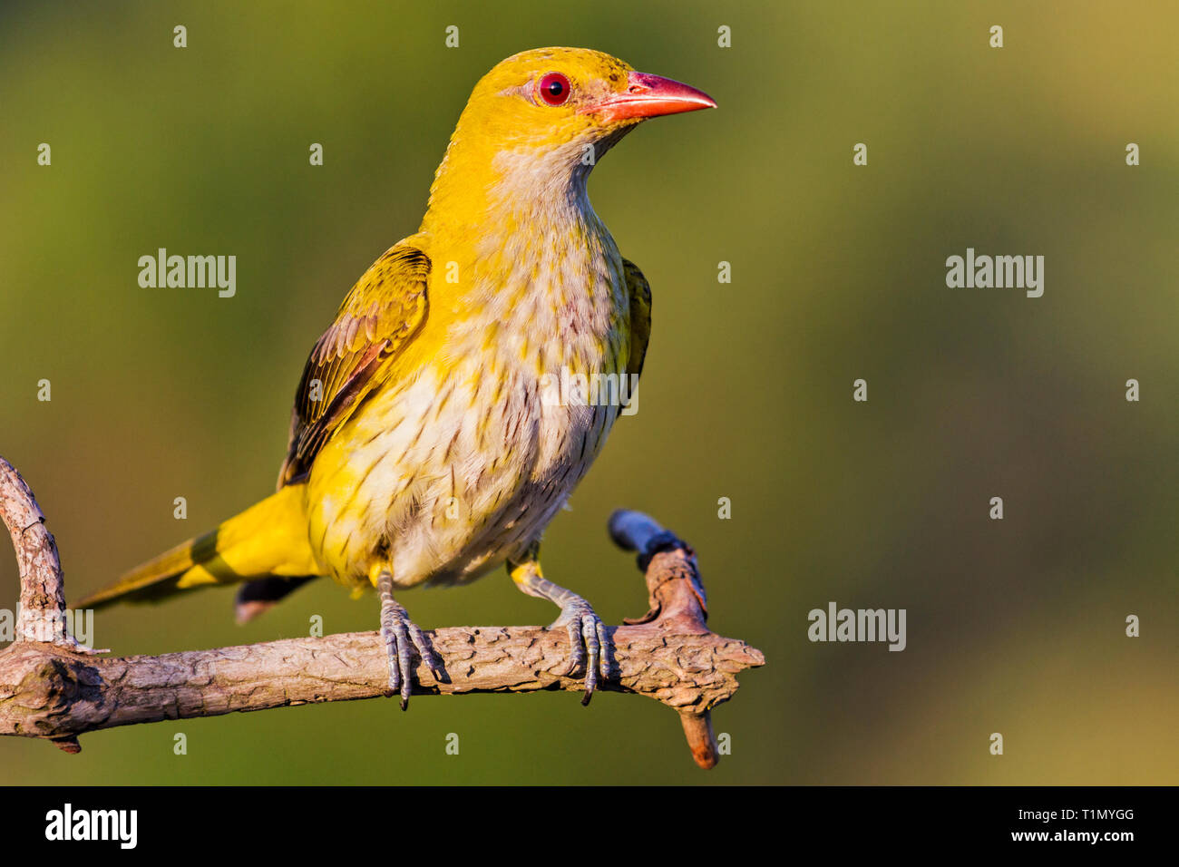 yellow bird oriole sits on a branch Stock Photo