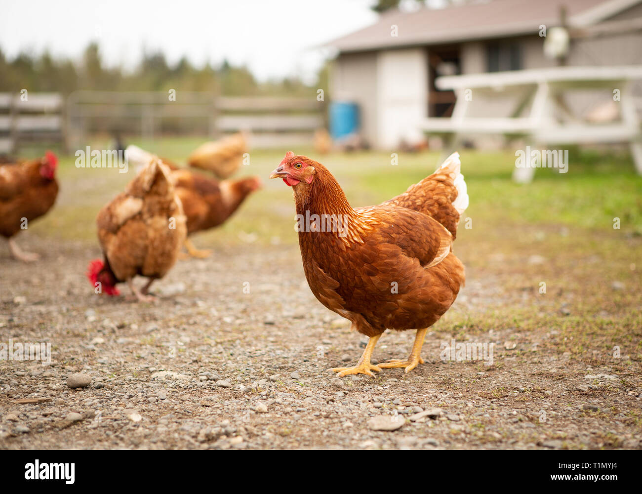 Chickens outside in a barnyard Stock Photo Alamy