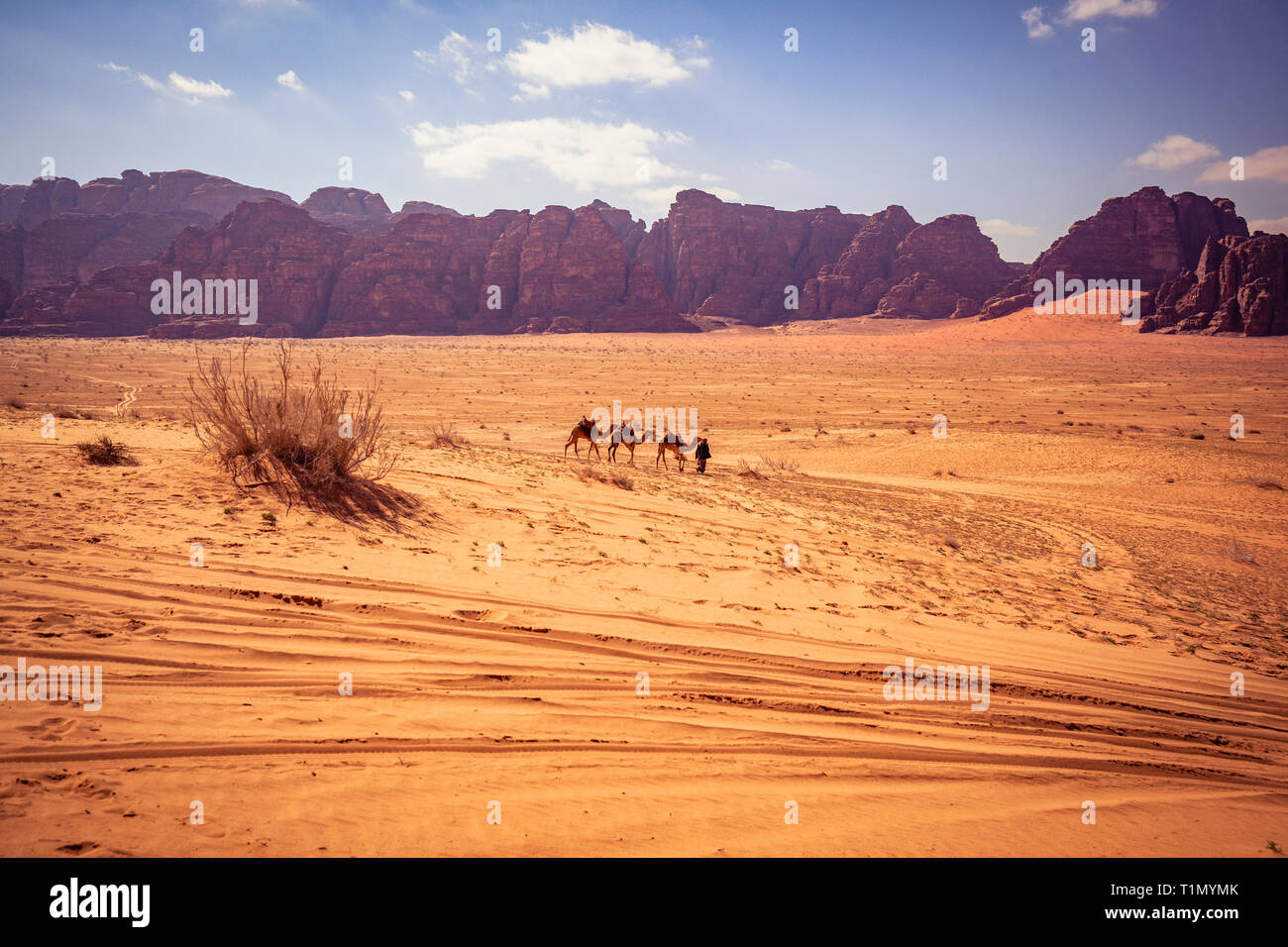 Wadi Rum, Jordan. Bedouin walks in the desert with four camels, tire tracks on the sand and mountains in the background. Stock Photo