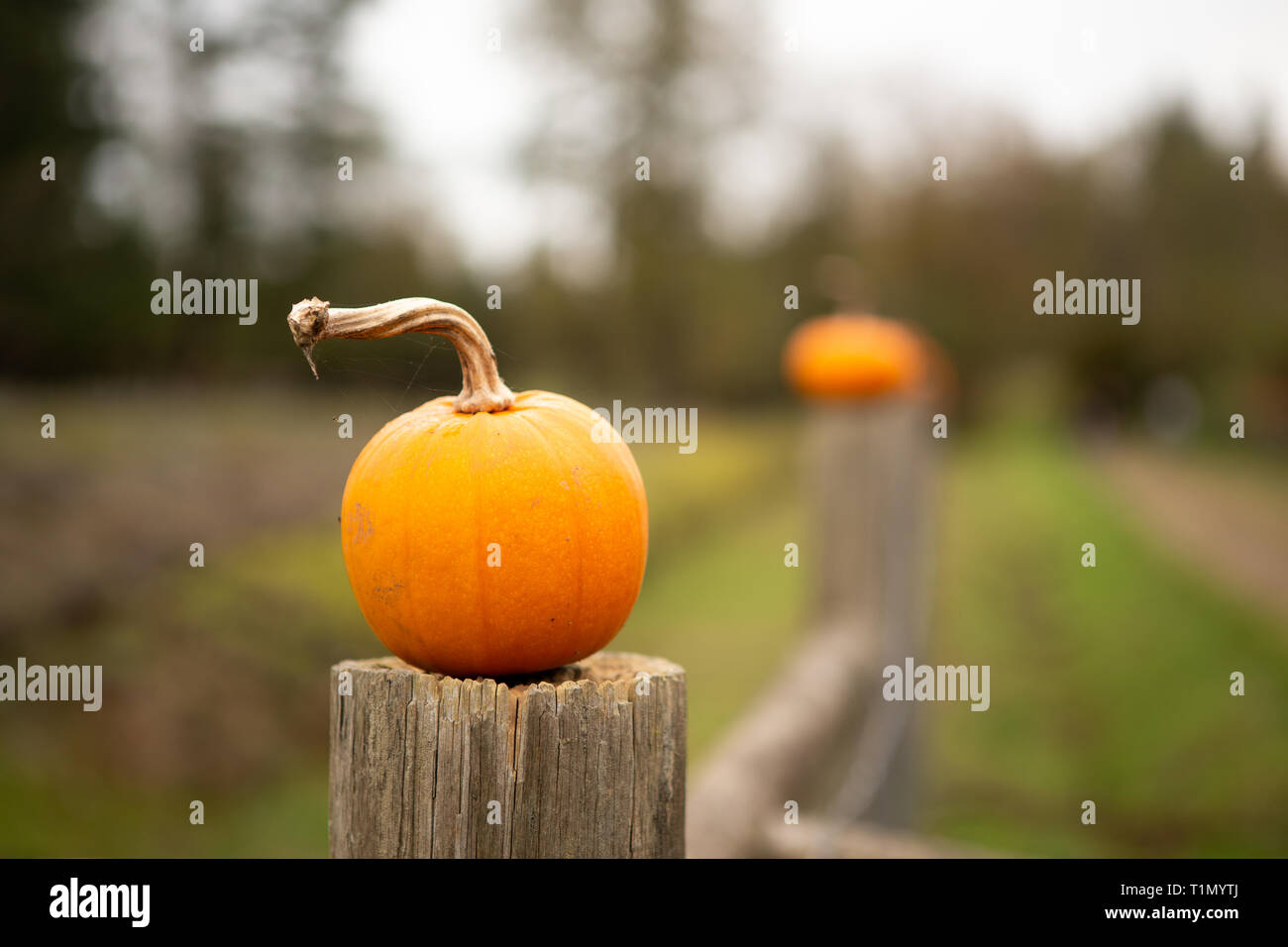 Little pumpkins outside in a row on a fence Stock Photo - Alamy