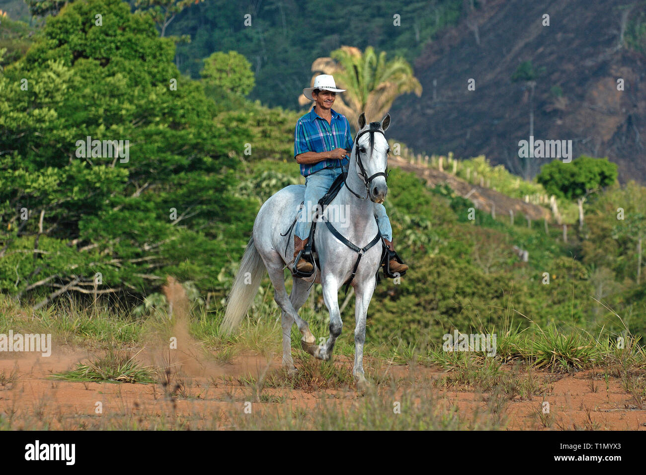 Horseman riding a criollo horse, Guanacaste, Costa Rica Stock Photo