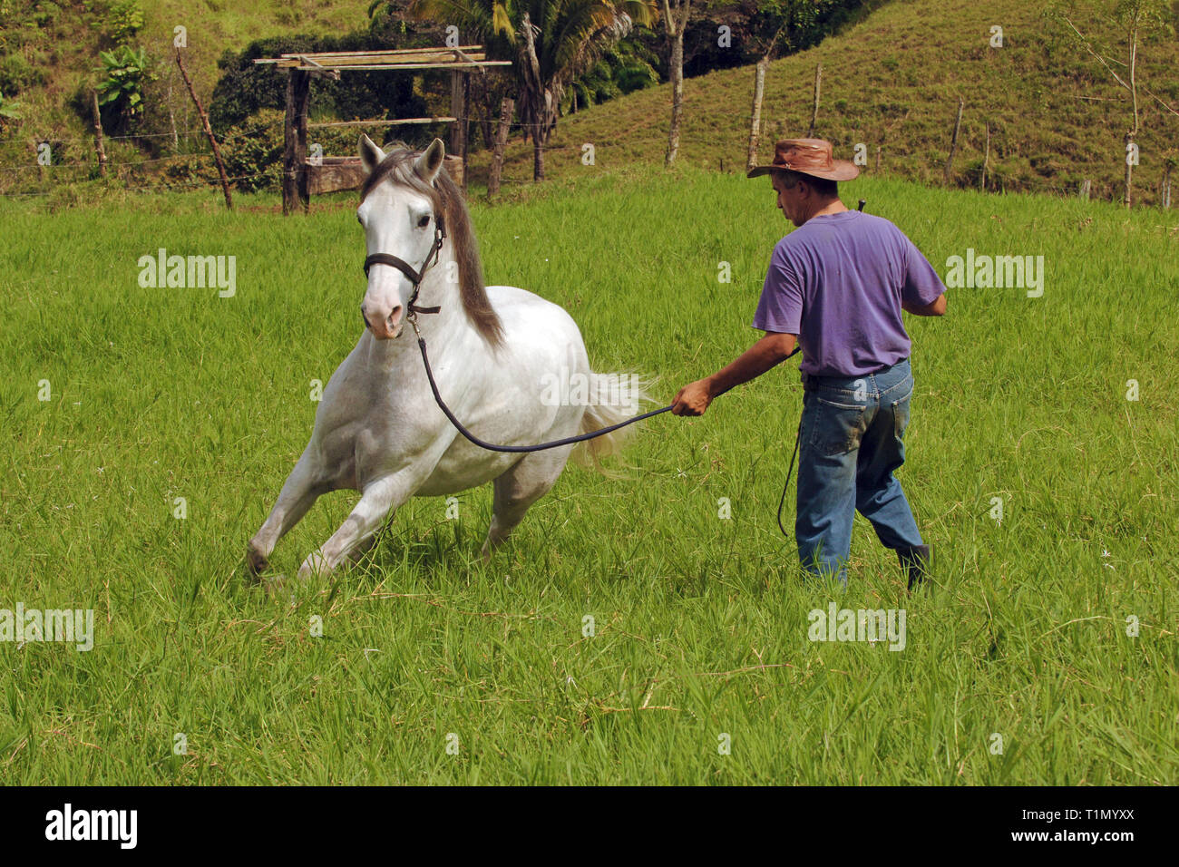 Man drills a Criollo horse, Stud farm, Guanacaste, Costa Rica Stock Photo