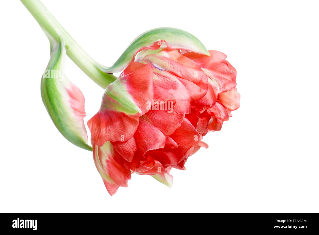 close up red tulip isolated on white Stock Photo - Alamy