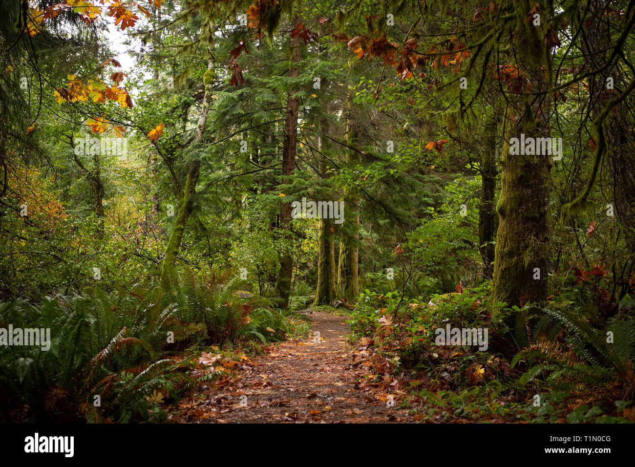 Beautiful fall day in the forest Stock Photo - Alamy
