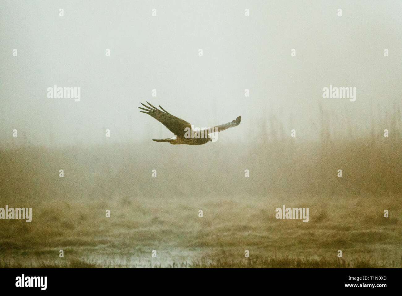 Harrier hawk flying hi-res stock photography and images - Alamy