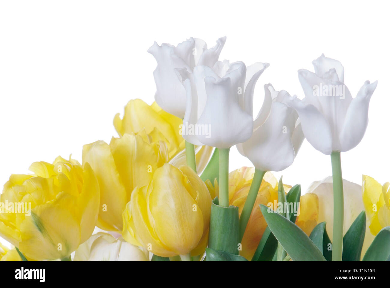 close up white and yellow tulip isolated on white Stock Photo - Alamy