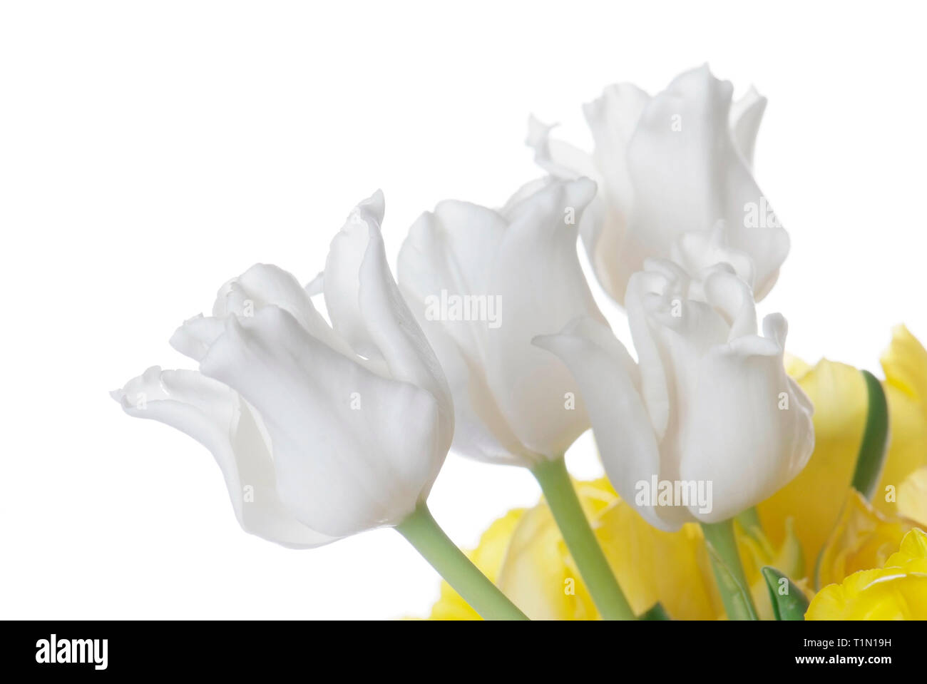 close up white and yellow tulip isolated on white Stock Photo - Alamy