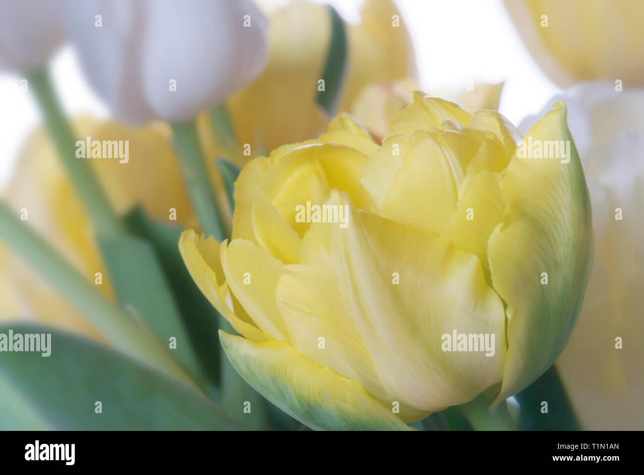 close up white and yellow tulip isolated on white Stock Photo - Alamy