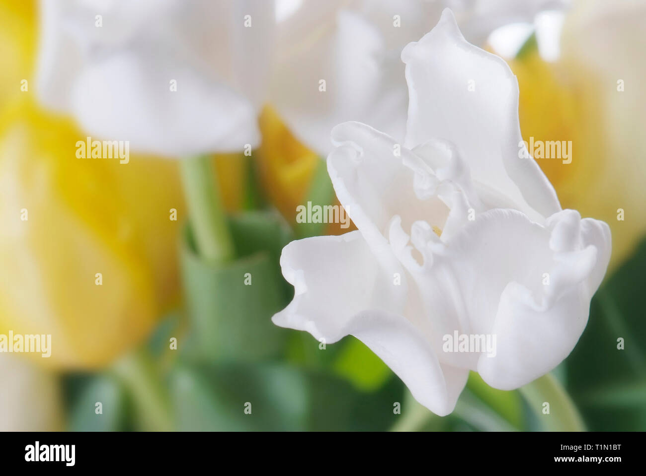 close up white and yellow tulip isolated on white Stock Photo - Alamy