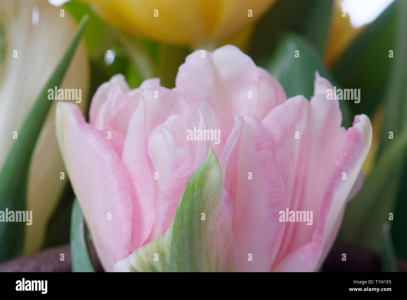 Pink tulip isolated on hi-res stock photography and images - Alamy