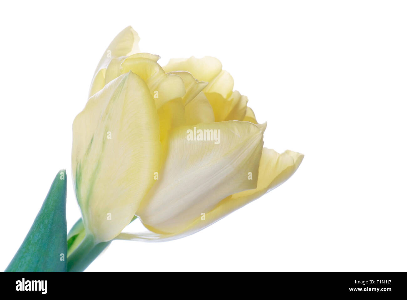 close up yellow tulip isolated on white Stock Photo - Alamy
