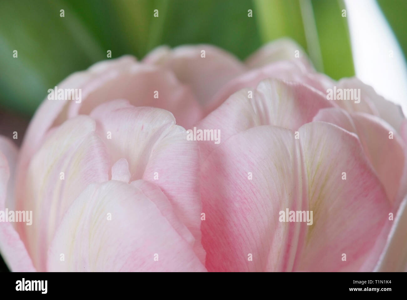 close up pink tulip isolated on white Stock Photo - Alamy