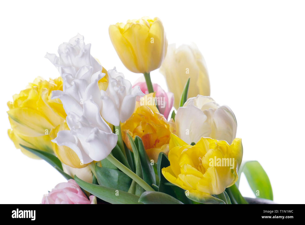 close up white and yellow tulip isolated on white Stock Photo - Alamy