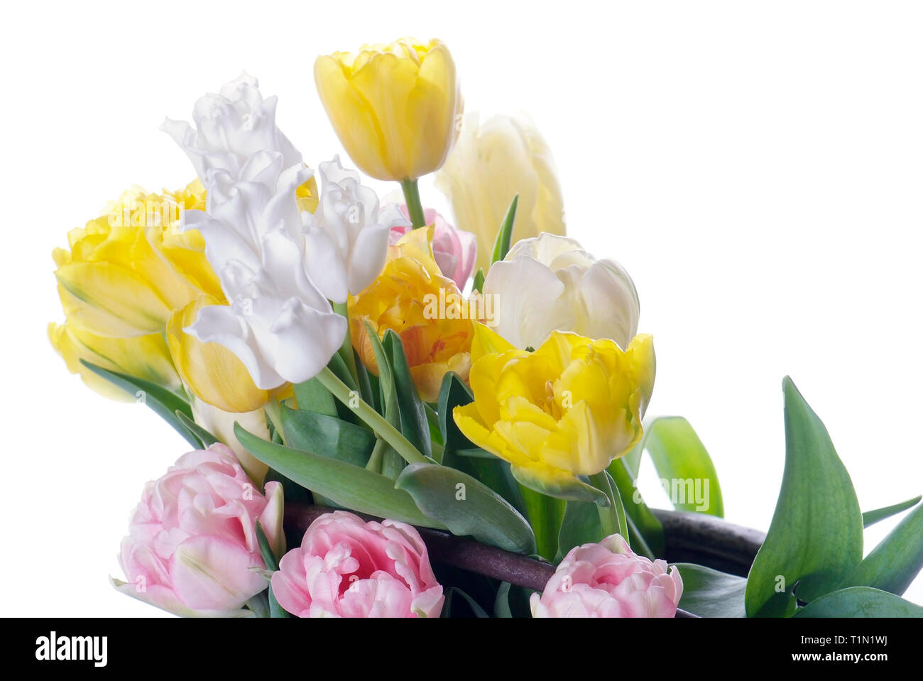 close up white, pink and yellow tulip isolated on white Stock Photo - Alamy