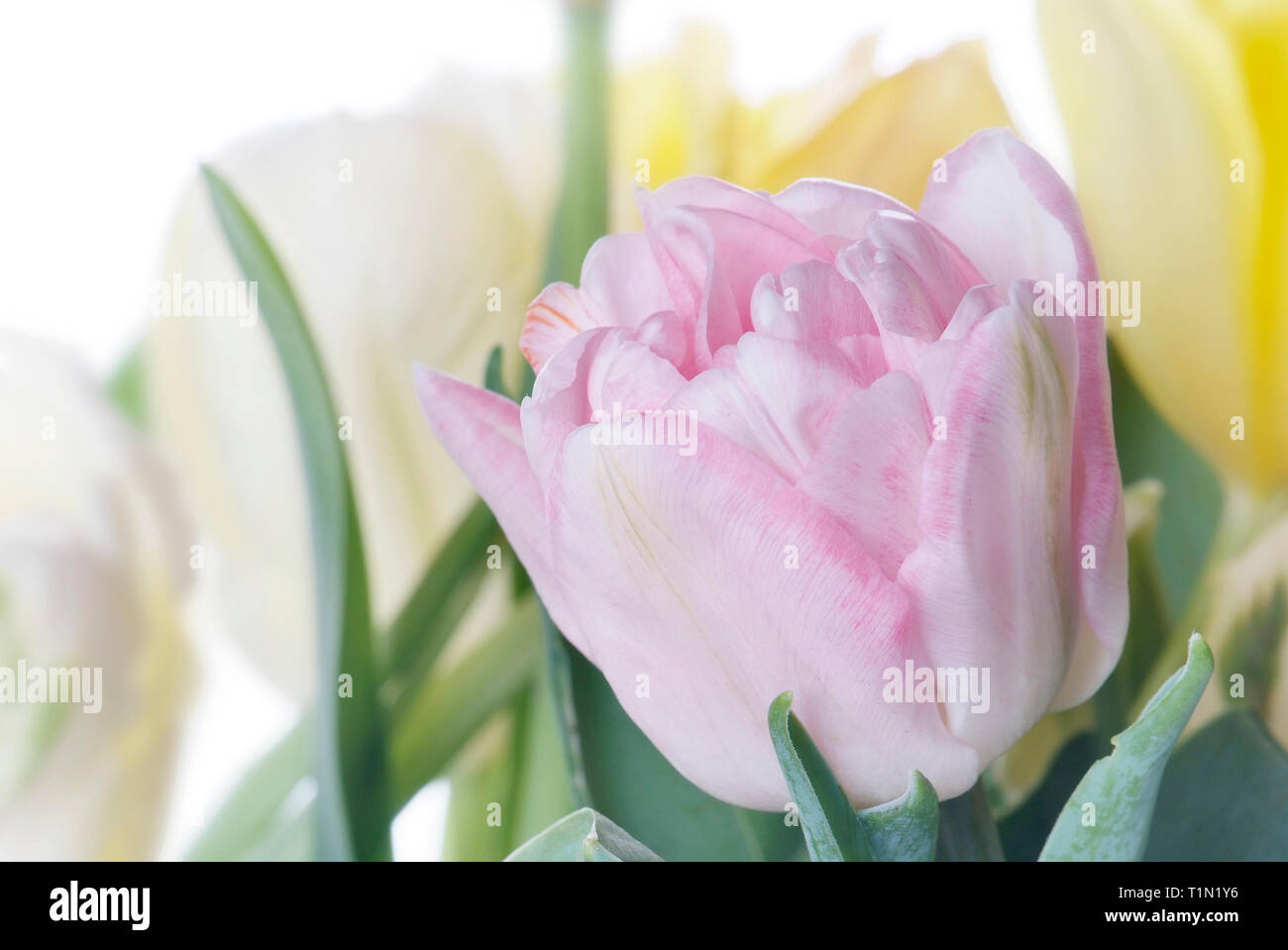 close up pink tulip isolated on white Stock Photo - Alamy