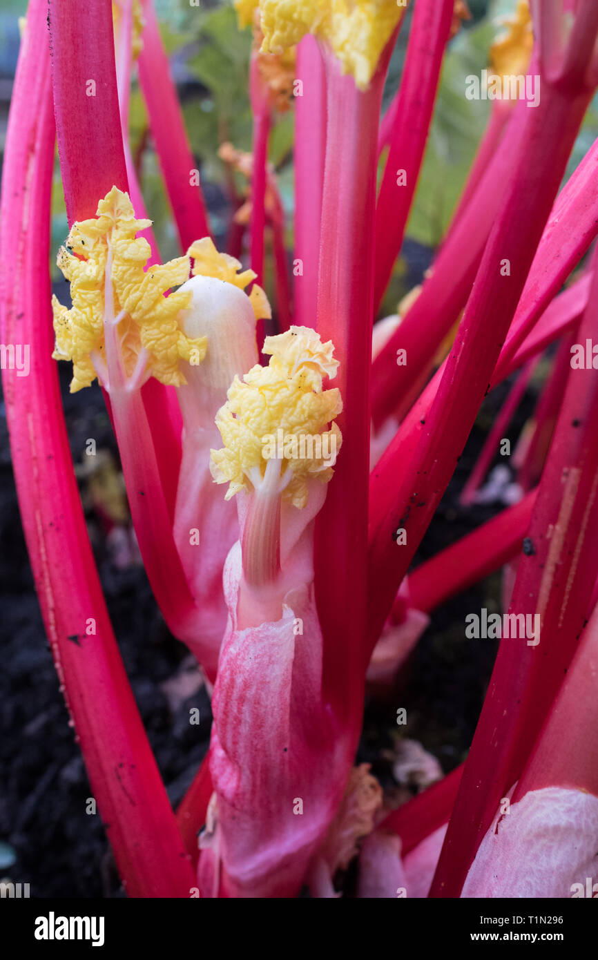 Forced rhubarb - pink stalks and yellow leaves freshly uncovered in domestic garden Stock Photo