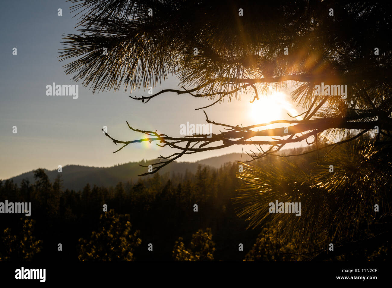 Amazing sunset between Lodgepole pine - Amazing Sunset Between tree leafs - Bluesky Sunset - Beautiful sunset - Nature Canada - Image - Photography Stock Photo