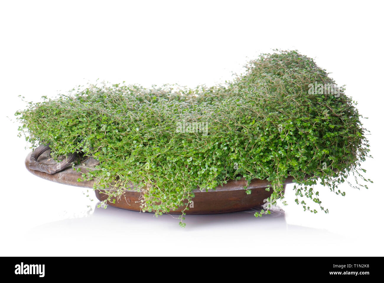 Helxine soleirolii in bowl isolated on white Stock Photo - Alamy