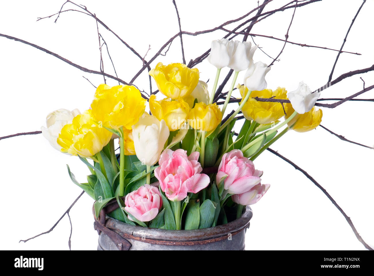 close up white, pink and yellow tulip isolated on white Stock Photo