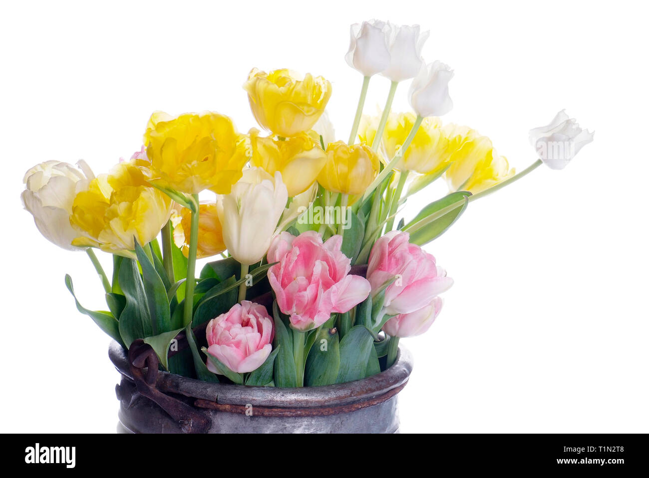 close up white, pink and yellow tulip isolated on white Stock Photo - Alamy