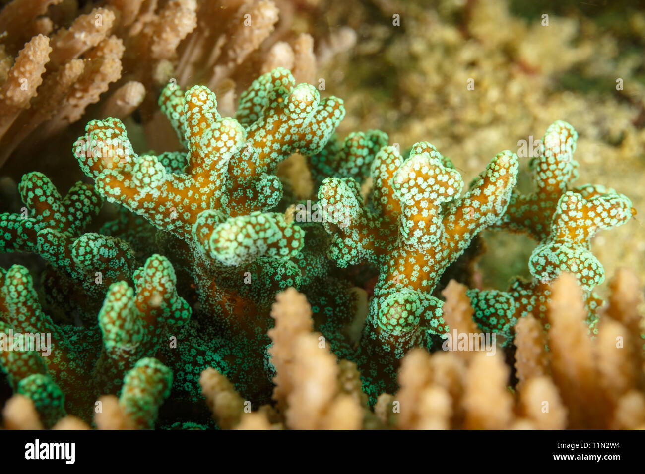 Closeup: Polyps glow green from algae on stag-horn, Acropora cervicornis, coral Stock Photo