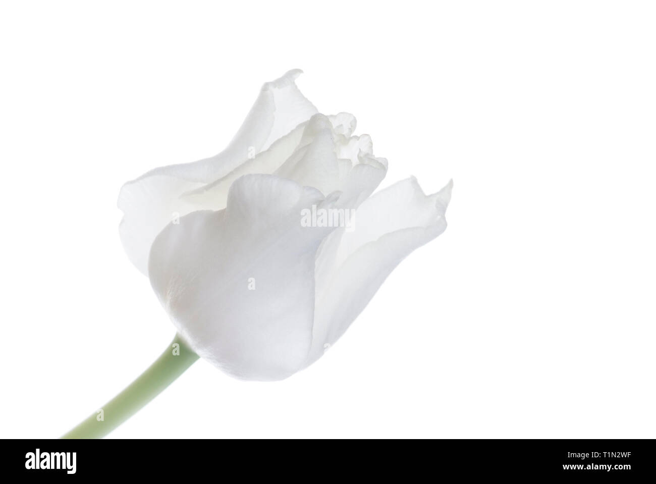 close up white tulip isolated on white Stock Photo - Alamy